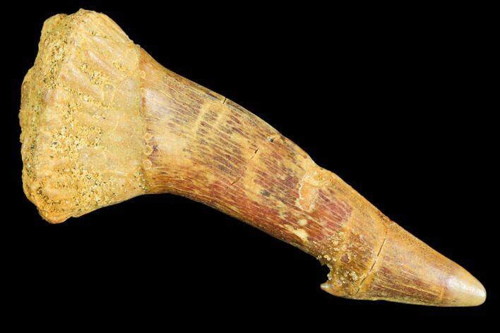 Fossil Sawfish (Onchopristis) Rostral Barb- Morocco #106467